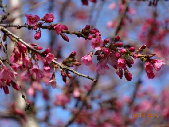 Whitcomb cherry blossoms at Clive and McHardy. Photo credit: Vcbf.ca Anne Eng